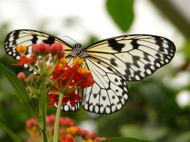 Schmetterling_Vlinder